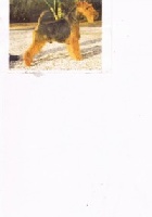Étalon Welsh Terrier - CH. kunze reno Ch 