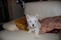 Étalon West Highland White Terrier - Ella des Périgourdins blancs