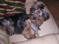 Étalon Yorkshire Terrier - Flavio of lady ophélie
