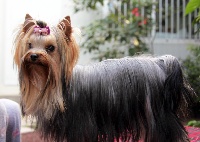 Étalon Yorkshire Terrier - Donatella des Lords de Ravenswood