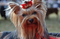 Étalon Yorkshire Terrier - Dyna princesse De la villa du sieur paoli