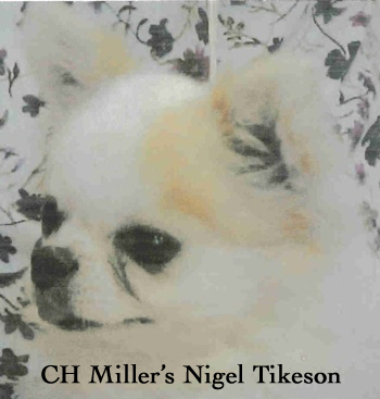 CH. miller's Nigel tikeson