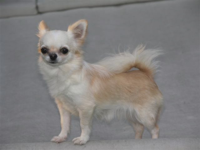 Chihuahua - Queen chelsea von taischan