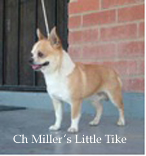 CH. miller's Little tike