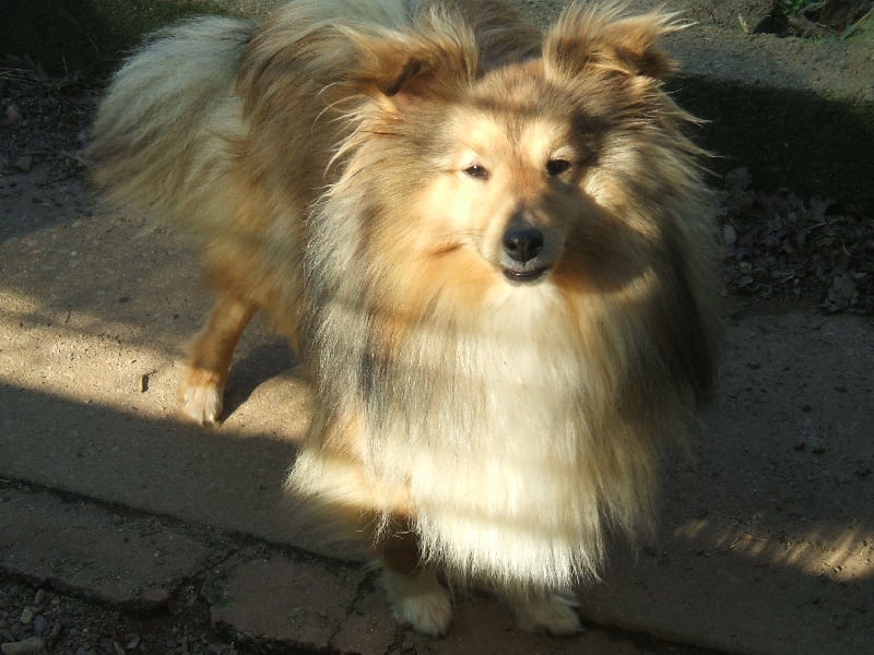 Les Shetland Sheepdog de l'affixe   du Domaine Du Chigny