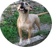 Étalon American Staffordshire Terrier - Fireball of nice pharamund's