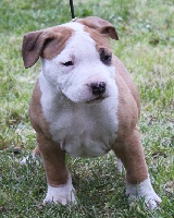Étalon American Staffordshire Terrier - Fahreneit red white hope on line