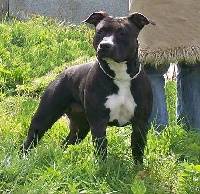 Étalon American Staffordshire Terrier - Tex-rock Angel dust