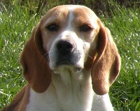 Étalon Beagle - Untxi (Sans Affixe)