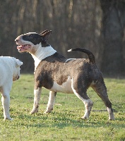 Étalon Bull Terrier - English princess koca's de la Tribu Parisii