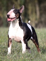 Étalon Bull Terrier - Black betty (carbone) of Goodbully