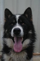 Étalon Chien du Groenland - CH. Démon (Sans Affixe)