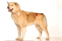 Étalon Chien du Groenland - CH. Chicoutimi Dayack spirit of chaman