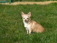 Étalon Chihuahua - Dolly Titre Initial