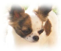 Étalon Chihuahua - CLC Princesse cashemire