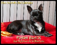 Étalon Chihuahua - Flash black Des Sylphes de l'Ataraxie