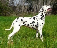 Étalon Dalmatien - les chiens de florence Uganne
