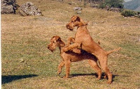 Étalon Irish Terrier - Beddy Gelert I am pepsy