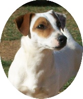 Étalon Jack Russell Terrier - Ercule (Sans Affixe)