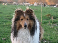 Étalon Shetland Sheepdog - Diego du Cèdre Enchanté