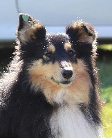 Étalon Shetland Sheepdog - Broonie (Sans Affixe)