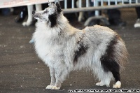 Étalon Shetland Sheepdog - Edith piaf bleue De la combe berail