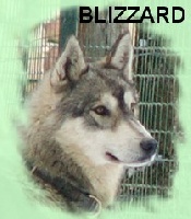 Étalon Siberian Husky - CH. Blizzard des neiges du dragon