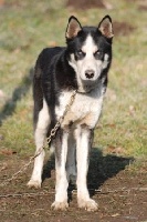 Étalon Siberian Husky - Life In Wolf's Eaven