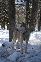 Étalon Siberian Husky - CH. Alaska Of kendra