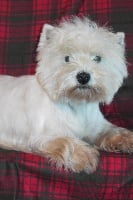 Étalon West Highland White Terrier - Daphné de l'Arche Blanche