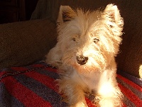 Étalon West Highland White Terrier - Cassie du manoir de bertinghen