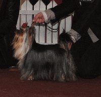 Étalon Yorkshire Terrier - CH. Lovely Story Extra chic look'n