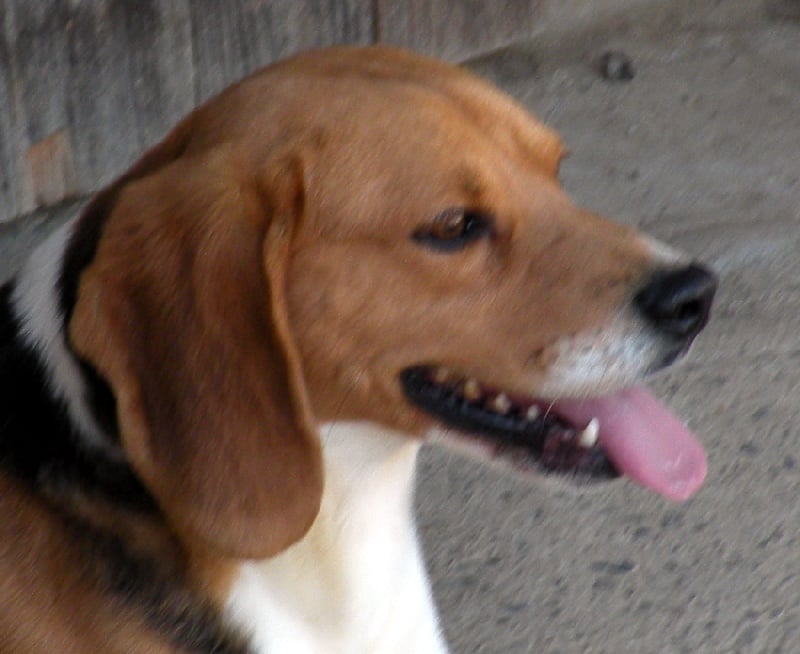 Les Beagle de l'affixe   D'eyhartz garaya