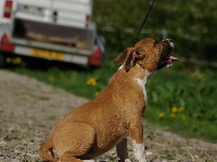 Étalon American Staffordshire Terrier - Fatal-beauty de L'Abbaye de Fontevrault