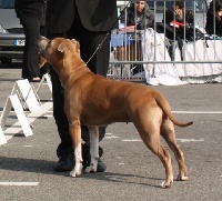 Étalon American Staffordshire Terrier - michl r Star debbie reynolds