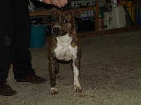 Étalon American Staffordshire Terrier - Katica of fianna kennel