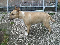 Étalon Bull Terrier - Déesse du Royaume des Gladiateurs
