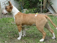Étalon Bull Terrier - Favourite choice Of Amchax