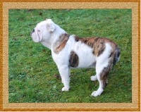 Étalon Bulldog Anglais - Dipsy du jardin des bulls