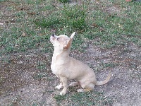 Étalon Chihuahua - Fizzy (ferrari) du tuc