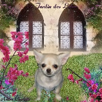 Étalon Chihuahua - Filigane du Jardin des Lutins
