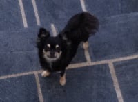 Étalon Chihuahua - U'naïca Titre Initial