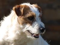 Étalon Jack Russell Terrier - bjÖrsÄtters Brand dit brandy