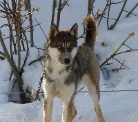 Étalon Siberian Husky - F'waka to riders of free spirit