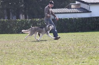 Étalon Siberian Husky - CH. noble's Ona rt