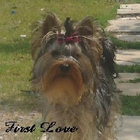 Étalon Yorkshire Terrier - First love Du Jardin De Linka