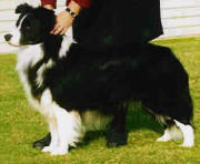 CH. danbeth Black label