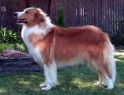 CH. rhonabwy Sunshine annie