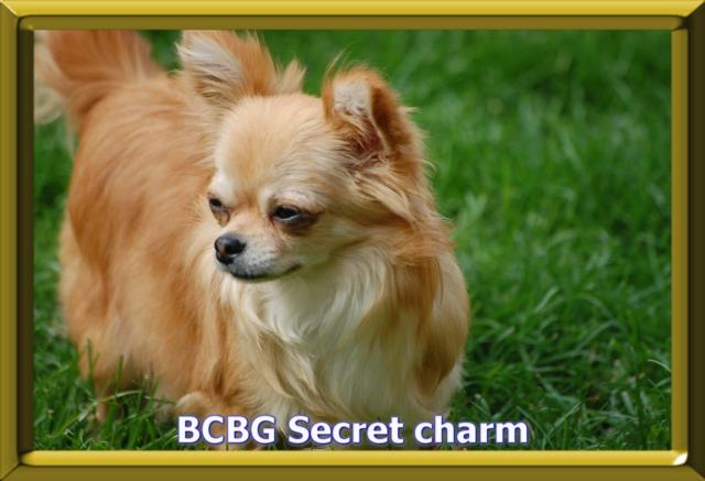 bcbg Secret charm