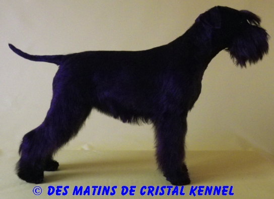 Chien Schnauzer Miniature Crew only n Di Monte Gentile